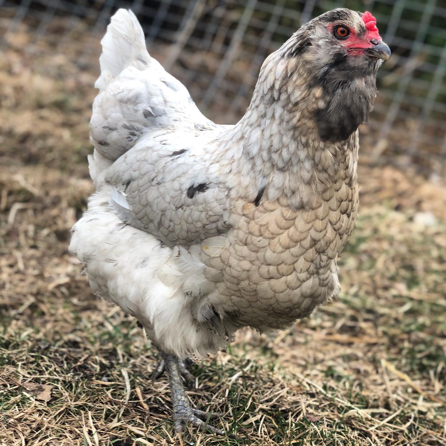 Olive Egger hens in the free range