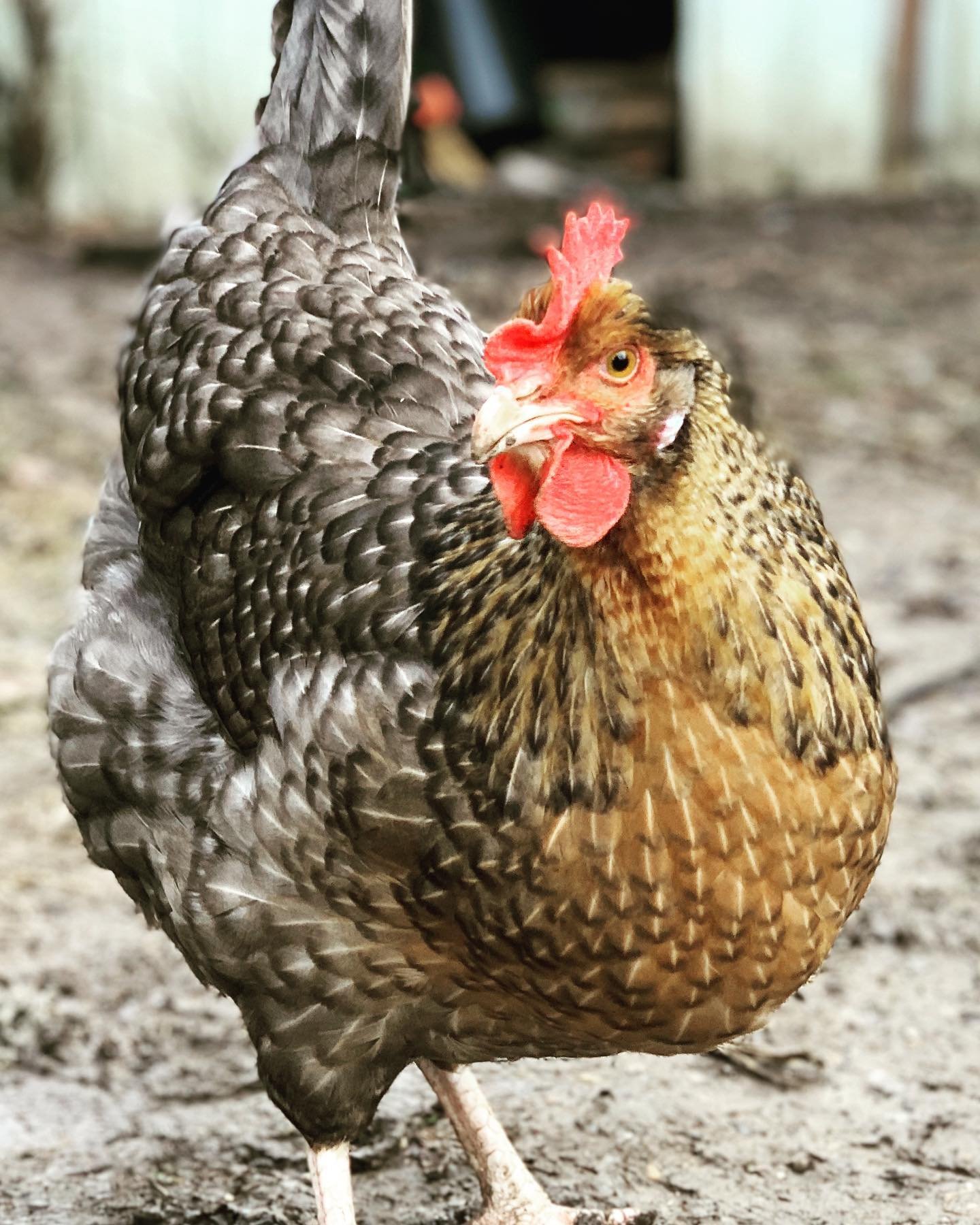 Penedesenca hen in the farm