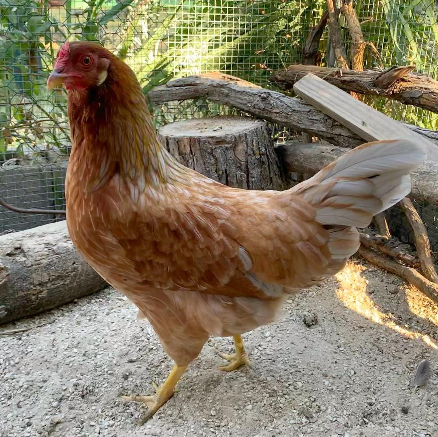 Prairie Bluebell Egger hen in the farm