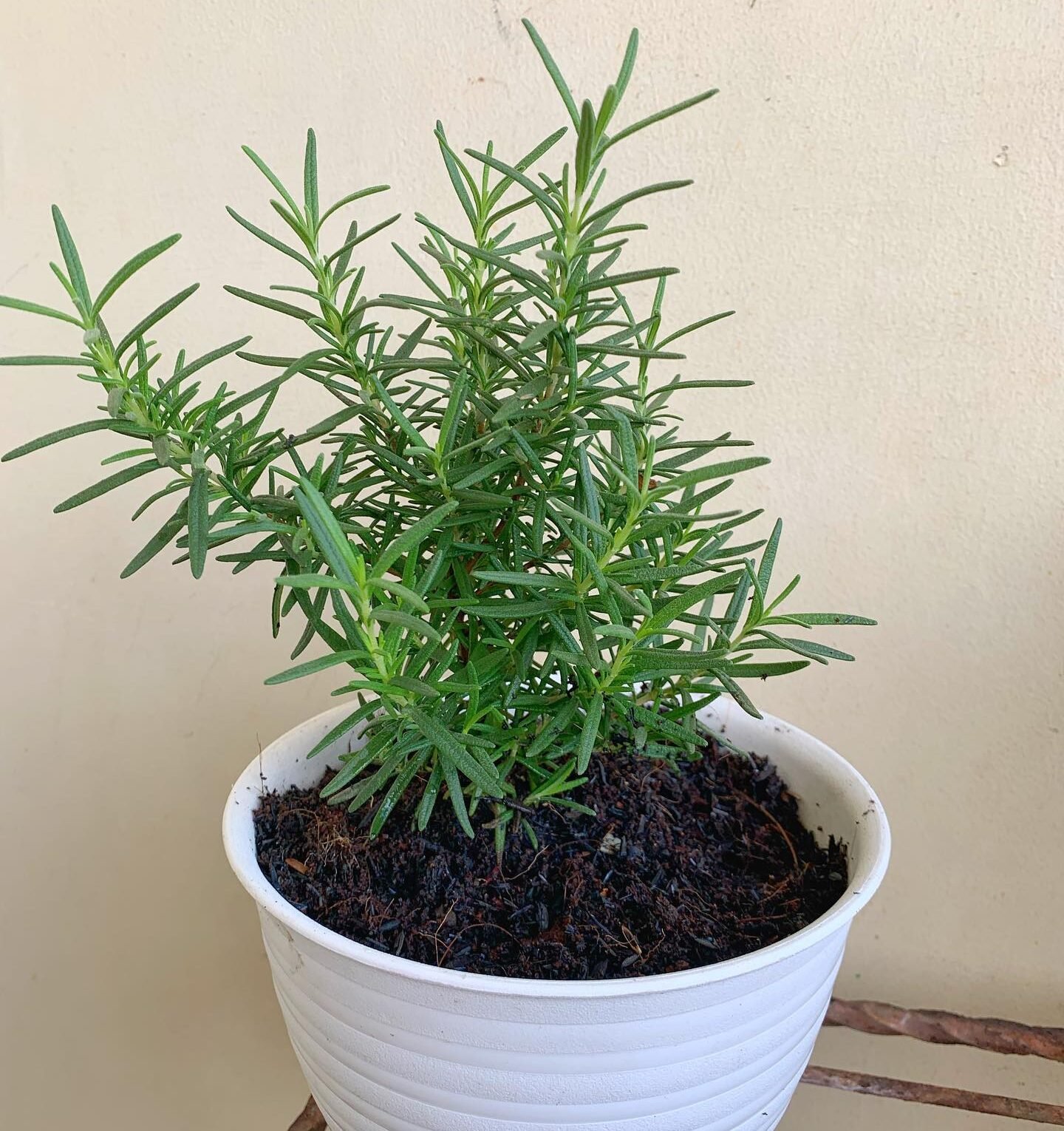 Rosemary in pot
