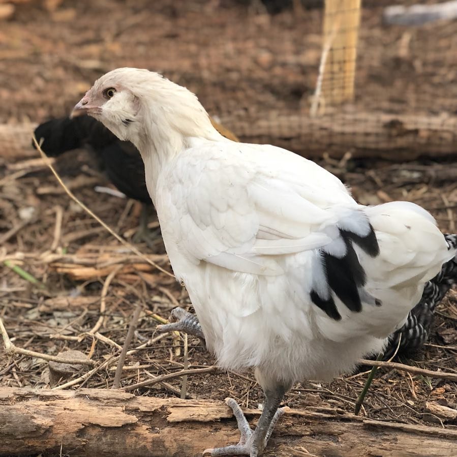 Super Blue Egg Layer pullet