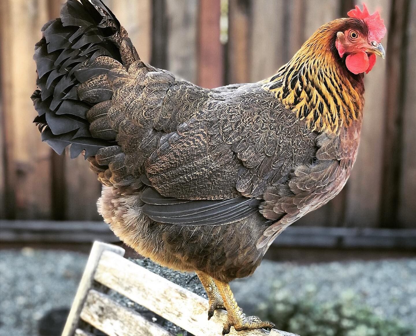 Welsummer hen in the farm