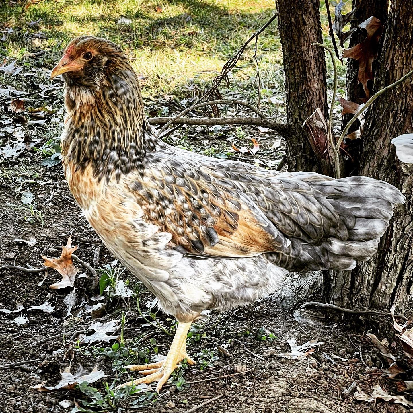 Whiting True Blue hen in forest