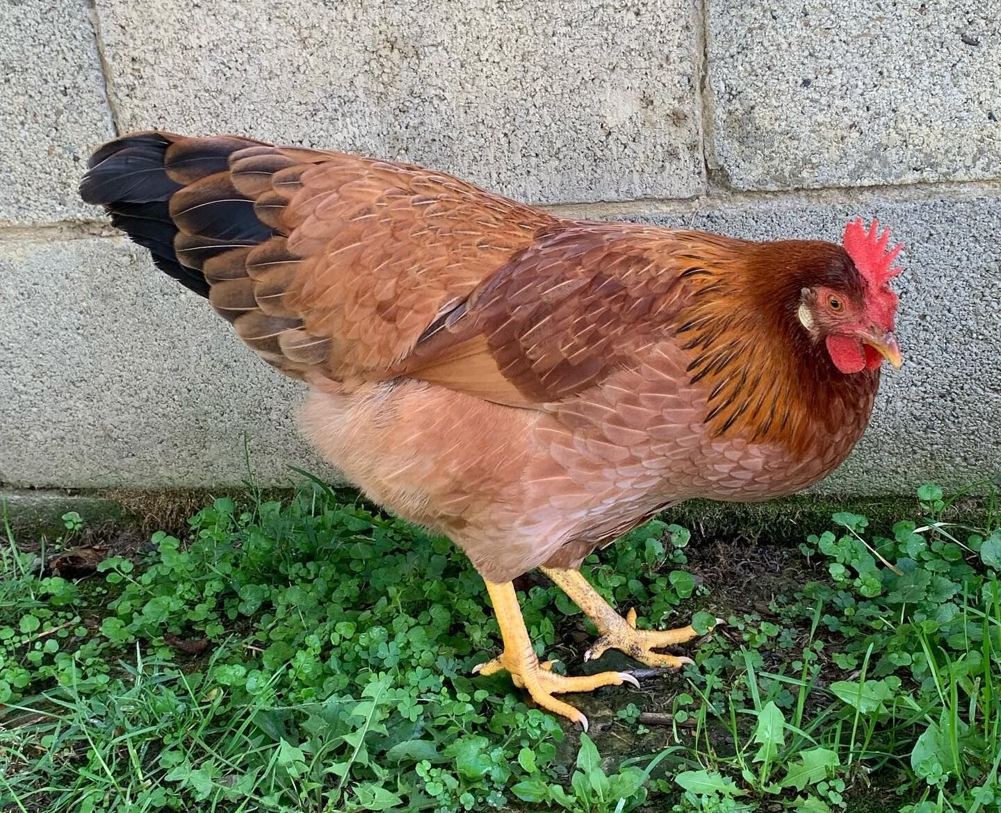 Whiting True Green hen near house