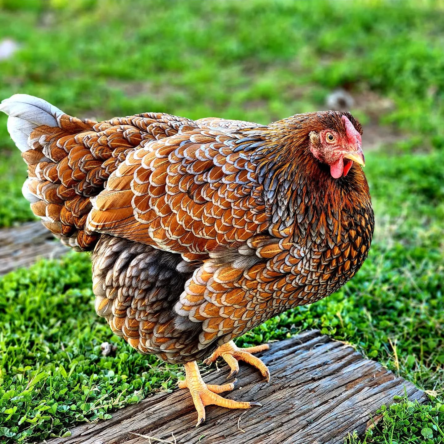 Wyandotte hen outdoors