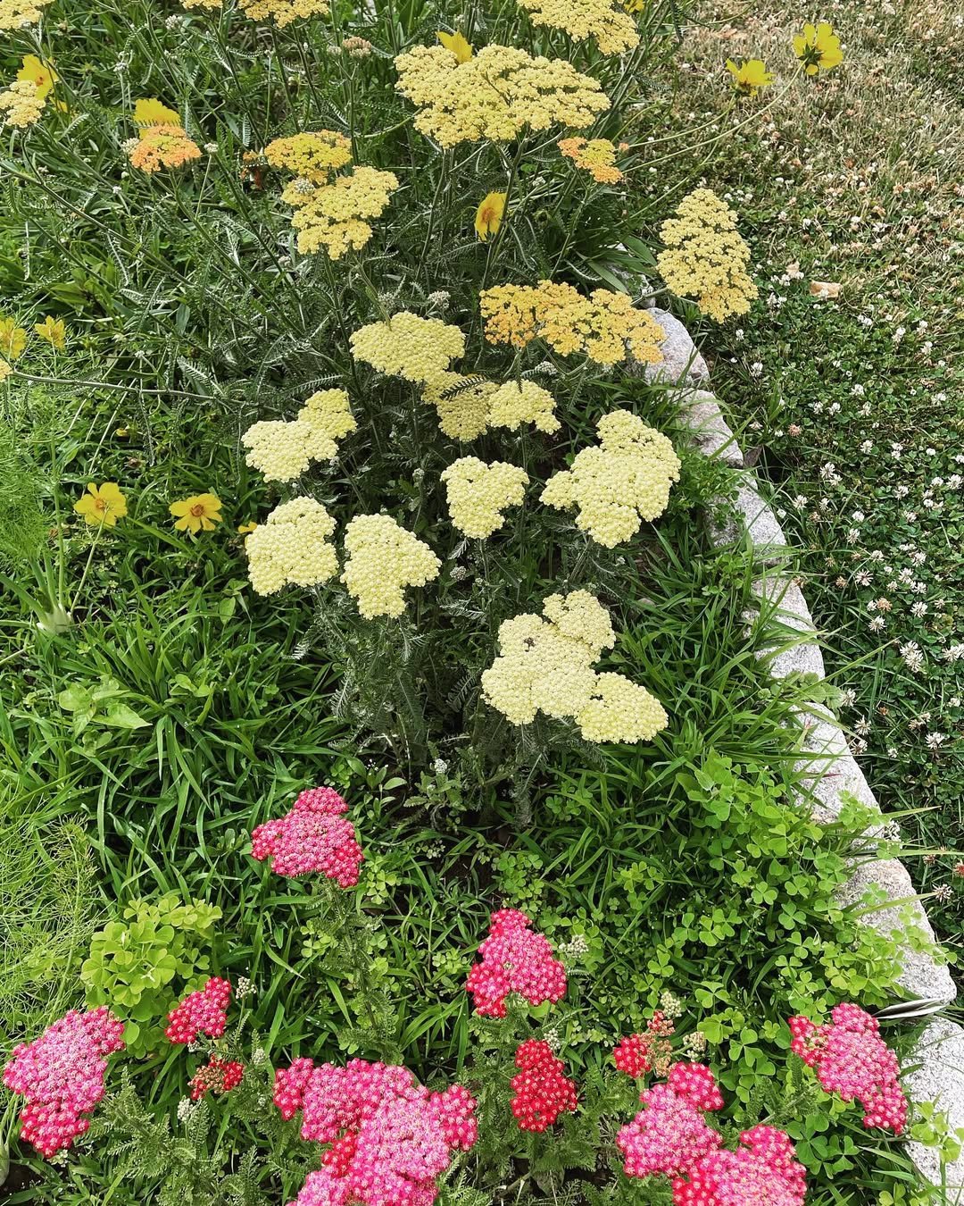 Yarrow in the garden