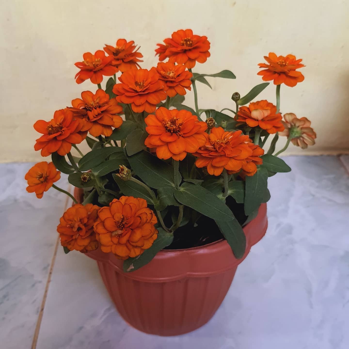 Zinnia flowering in the pot
