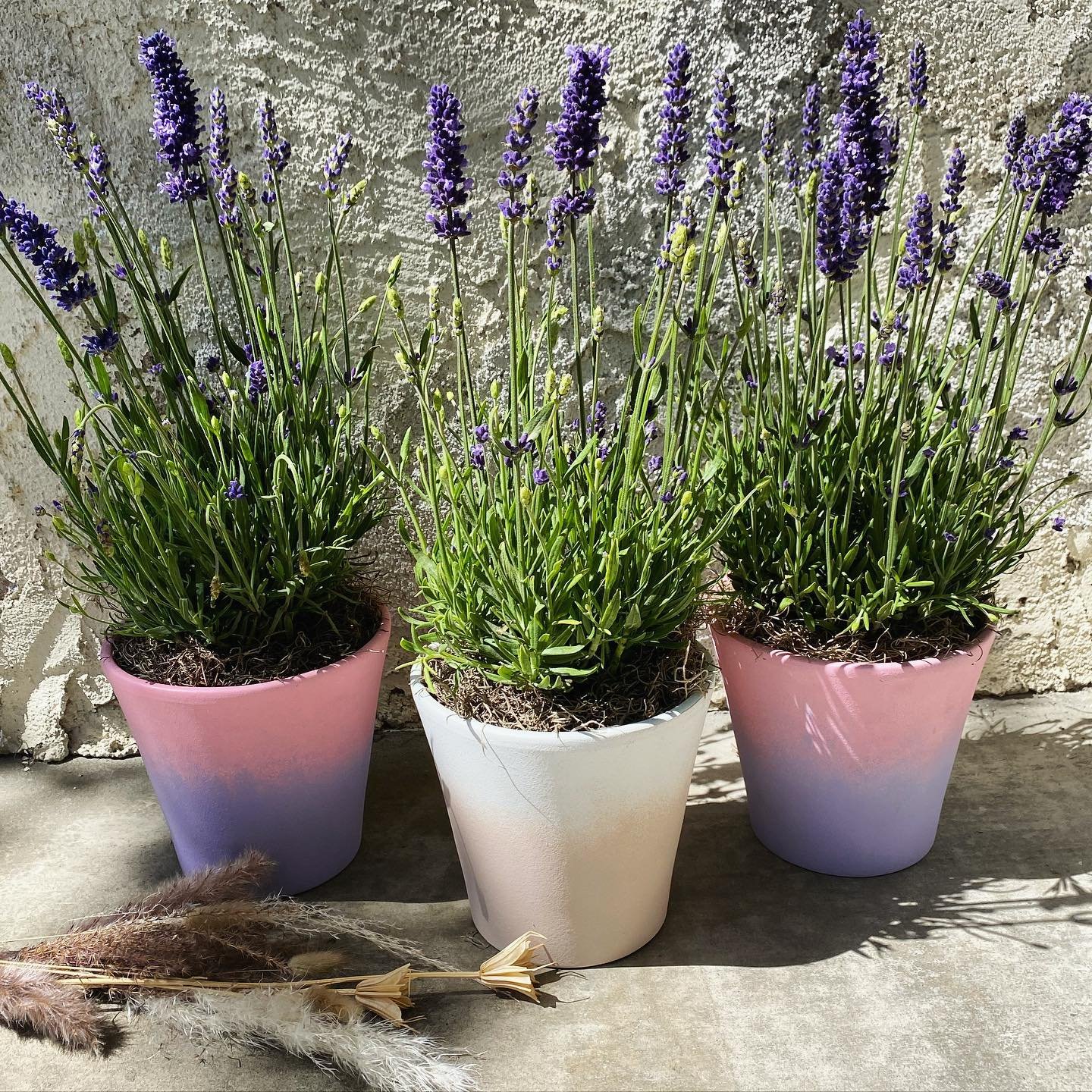 lavenders blooming in the pots
