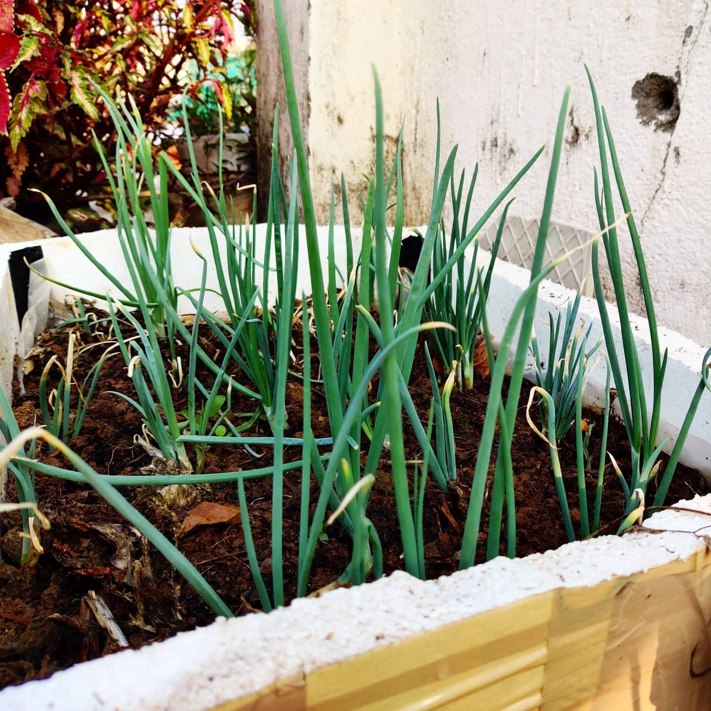 onion plants in raised bed