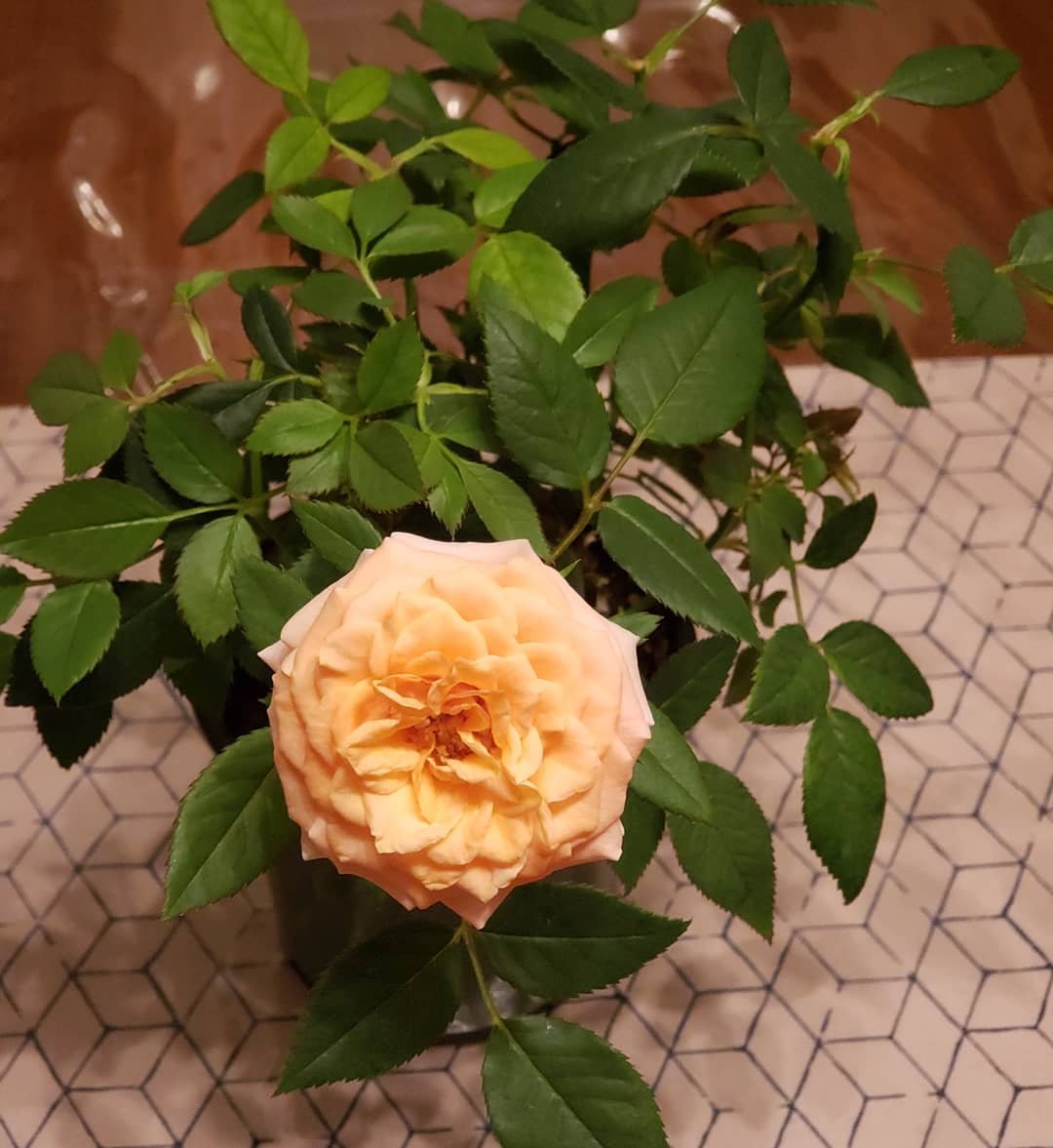 rose in pot