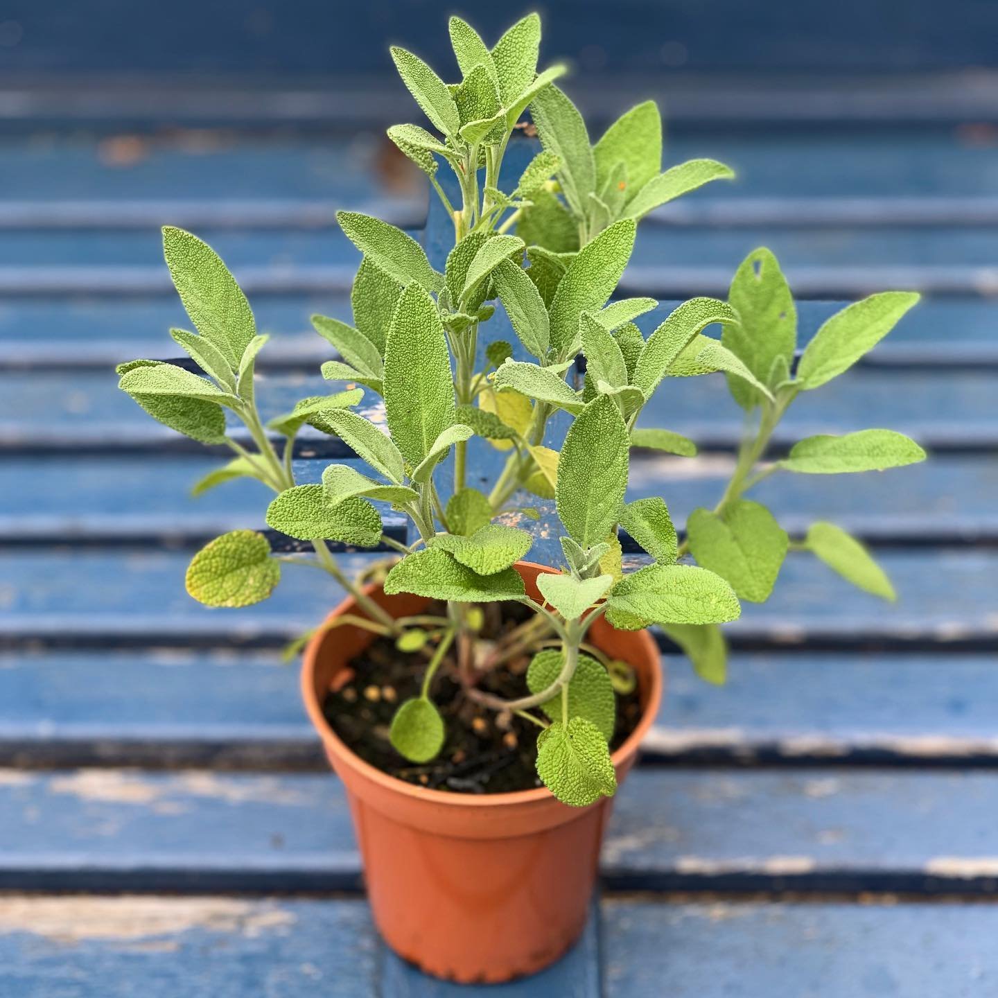 sage in pot
