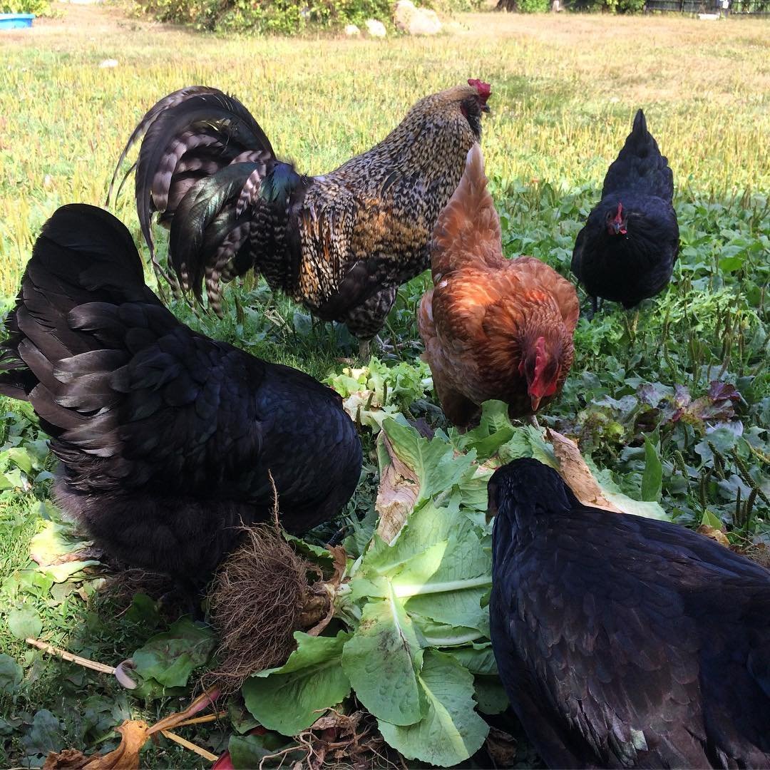 chickens feasting on vegetable leaves