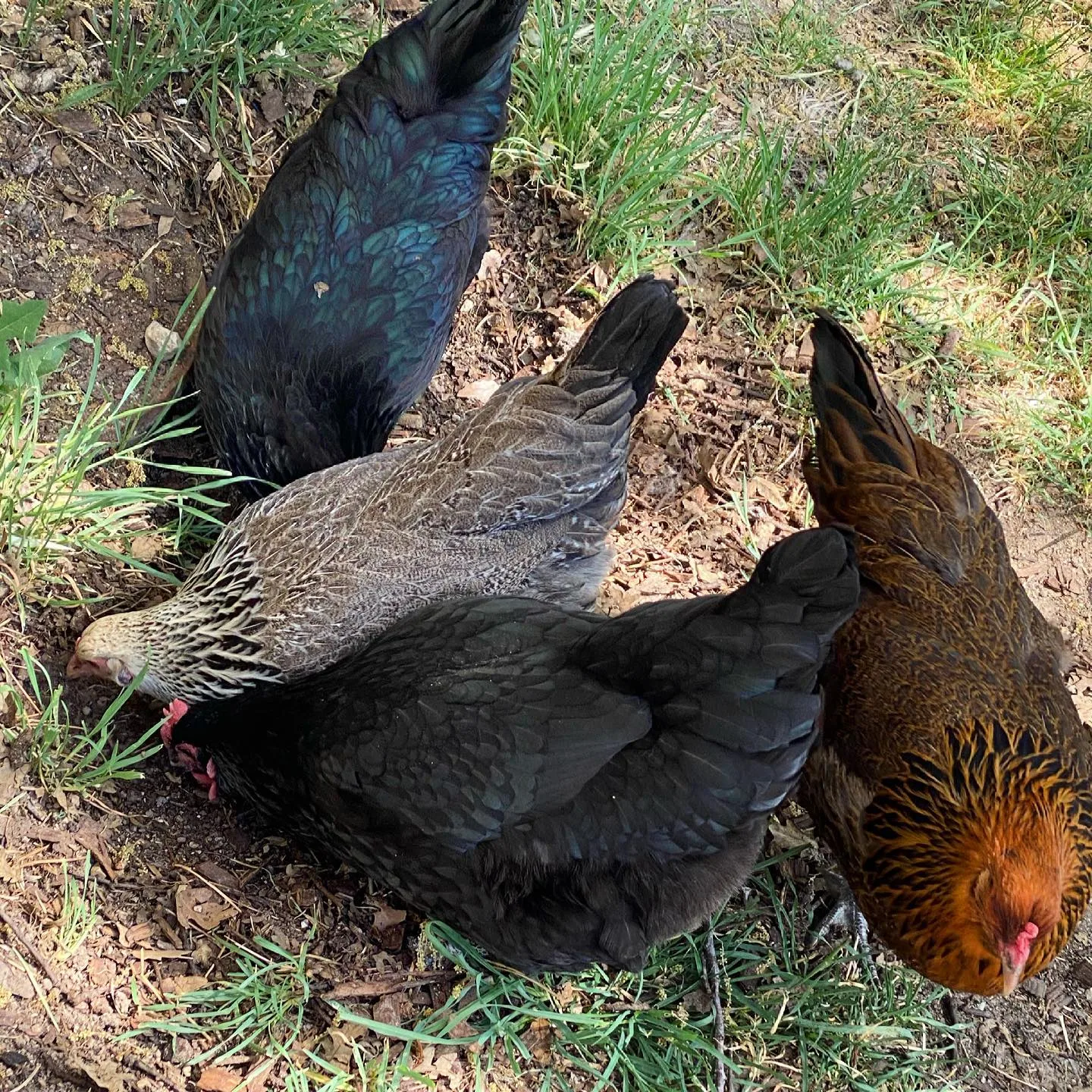 chickens foraging in the pasture field