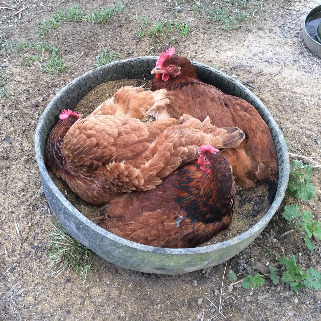 chickens in the container