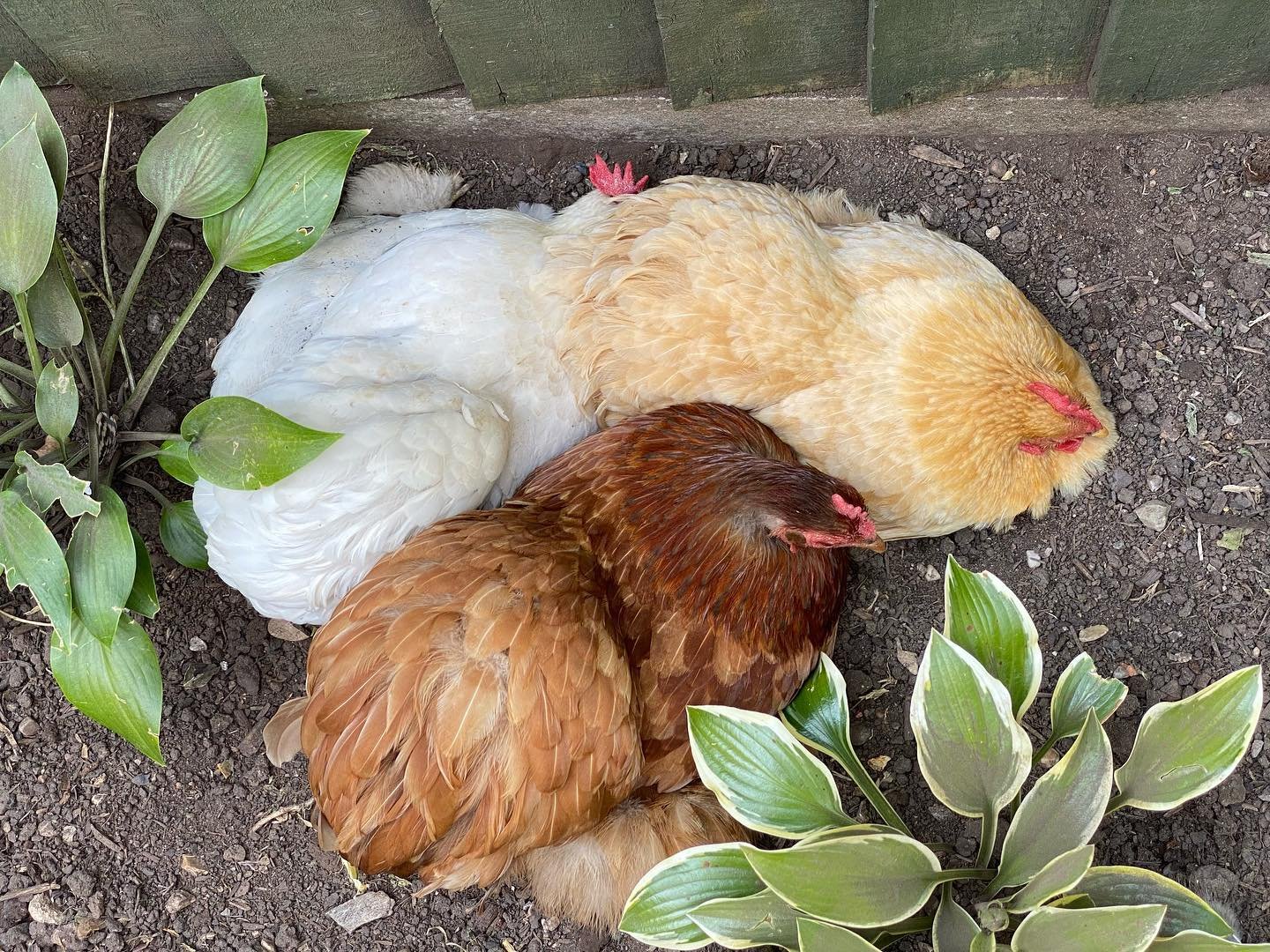 chickens sitting at backyard