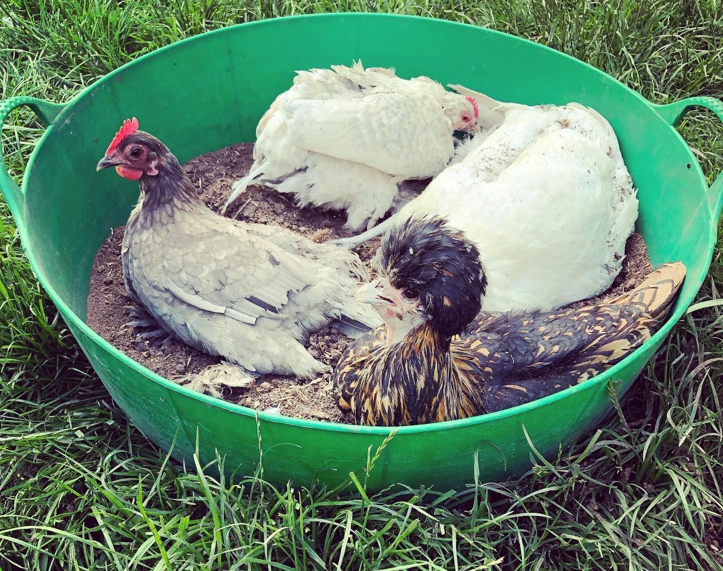 pullets in dust bath container