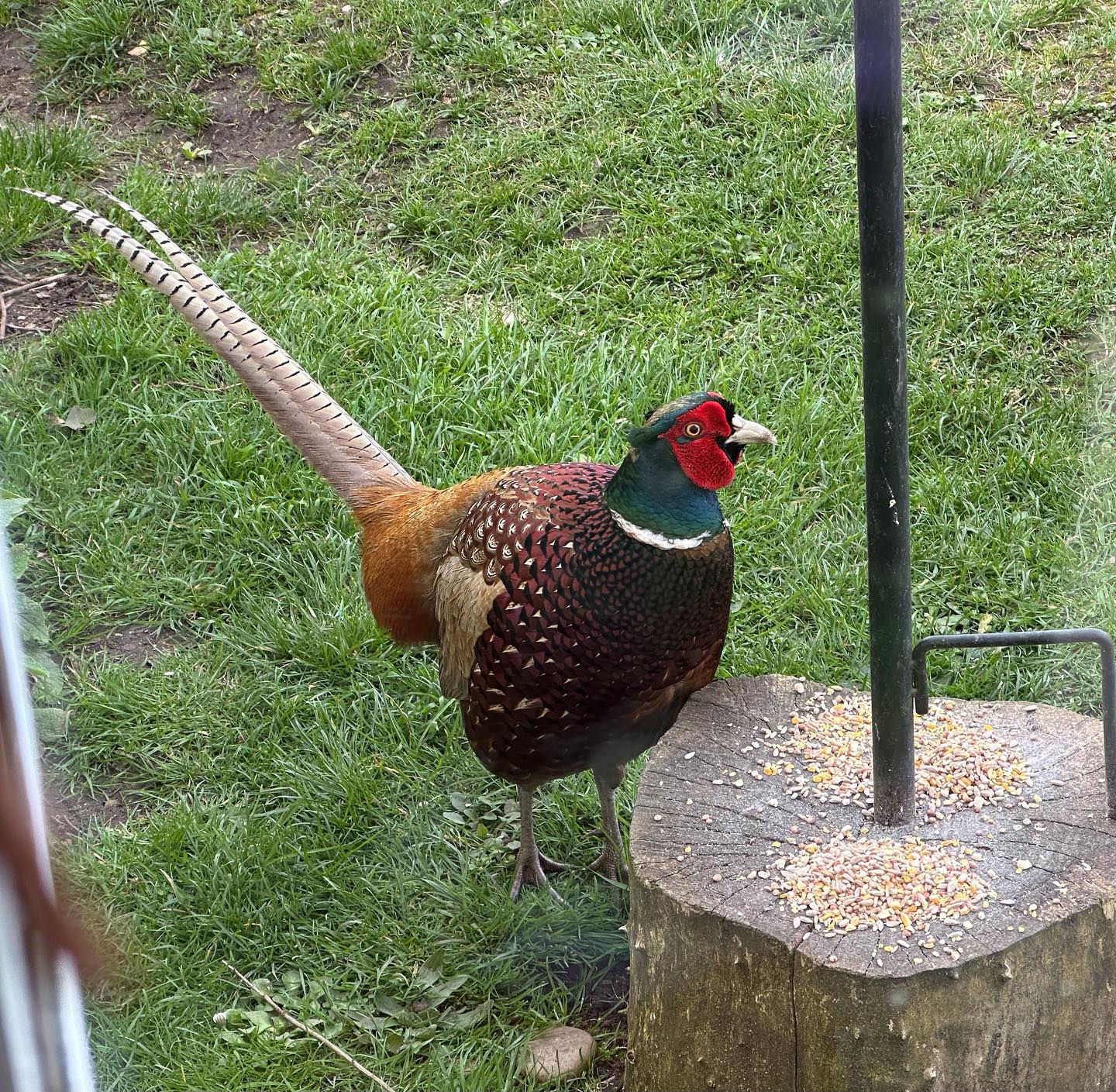 Pheasant eating grains