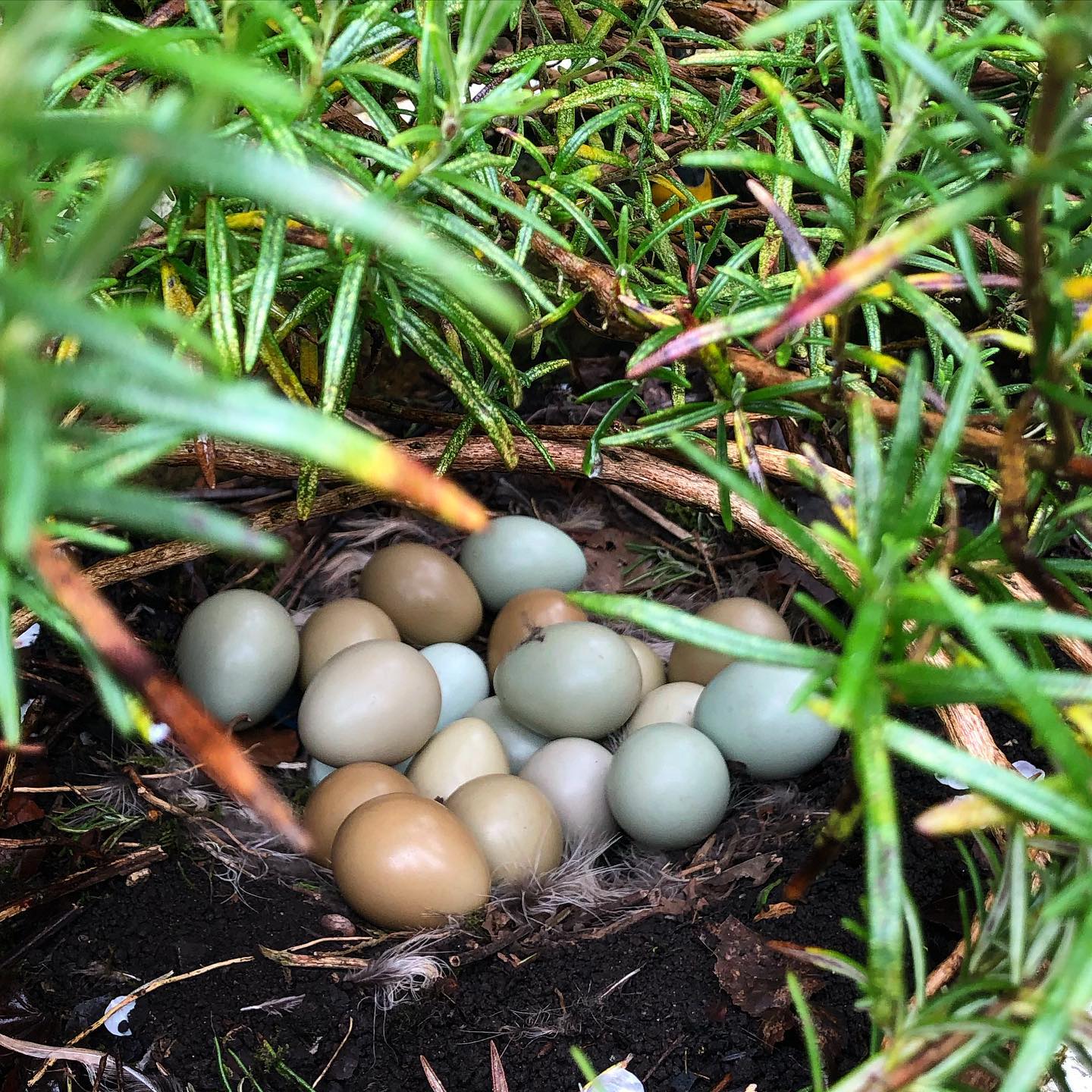 Pheasant eggs in ground nest