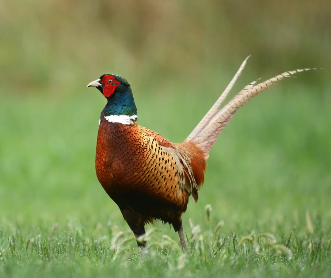 Pheasant in free range