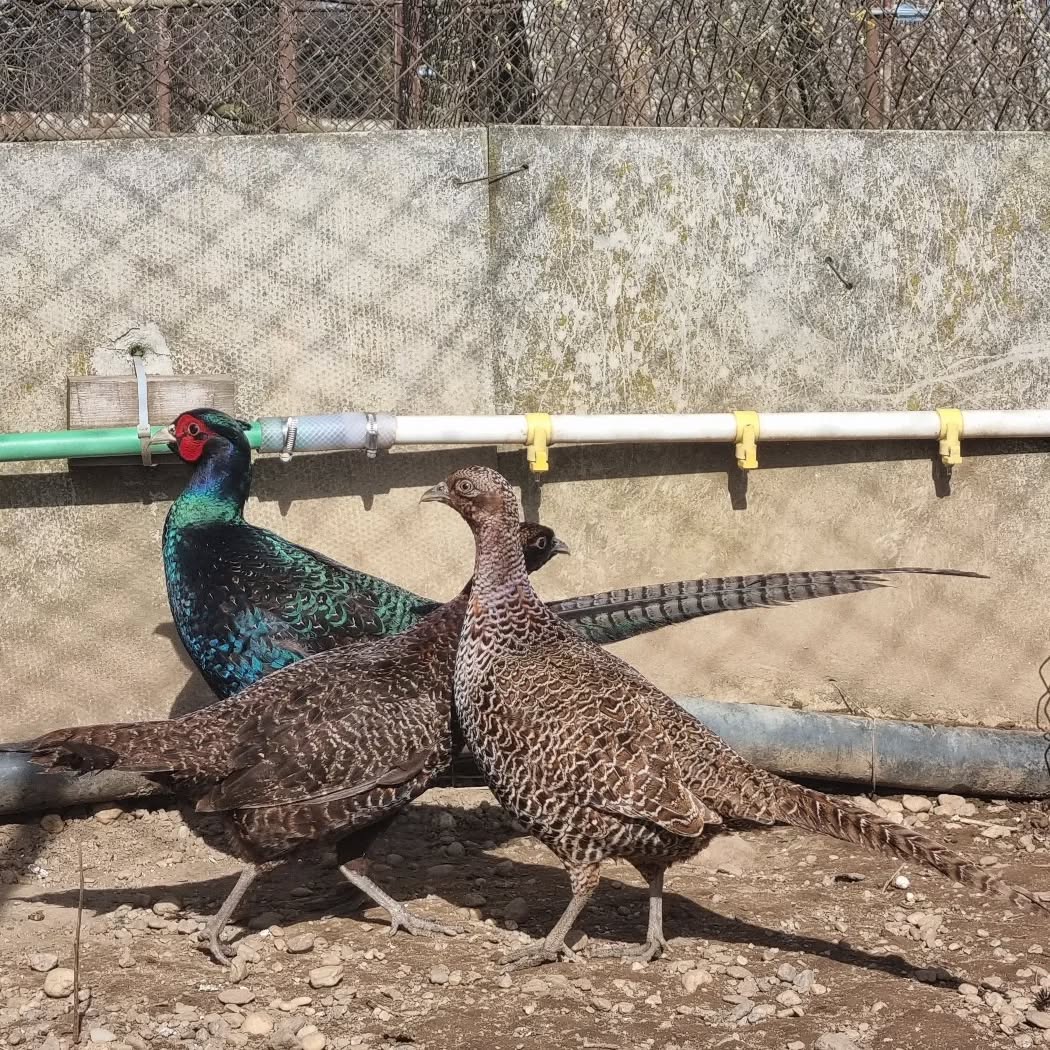 Pheasants in homestead