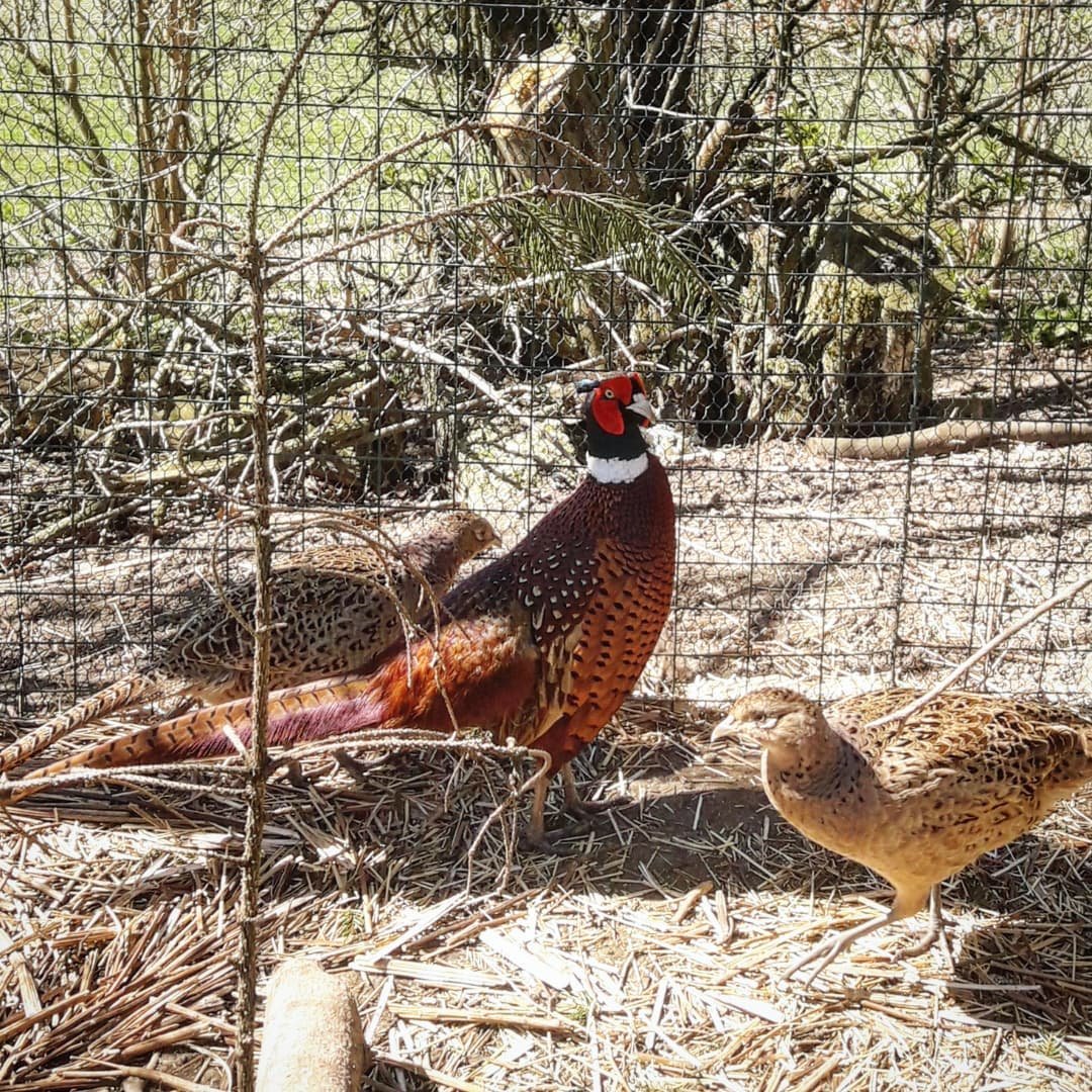 Pheasants in netting captivity