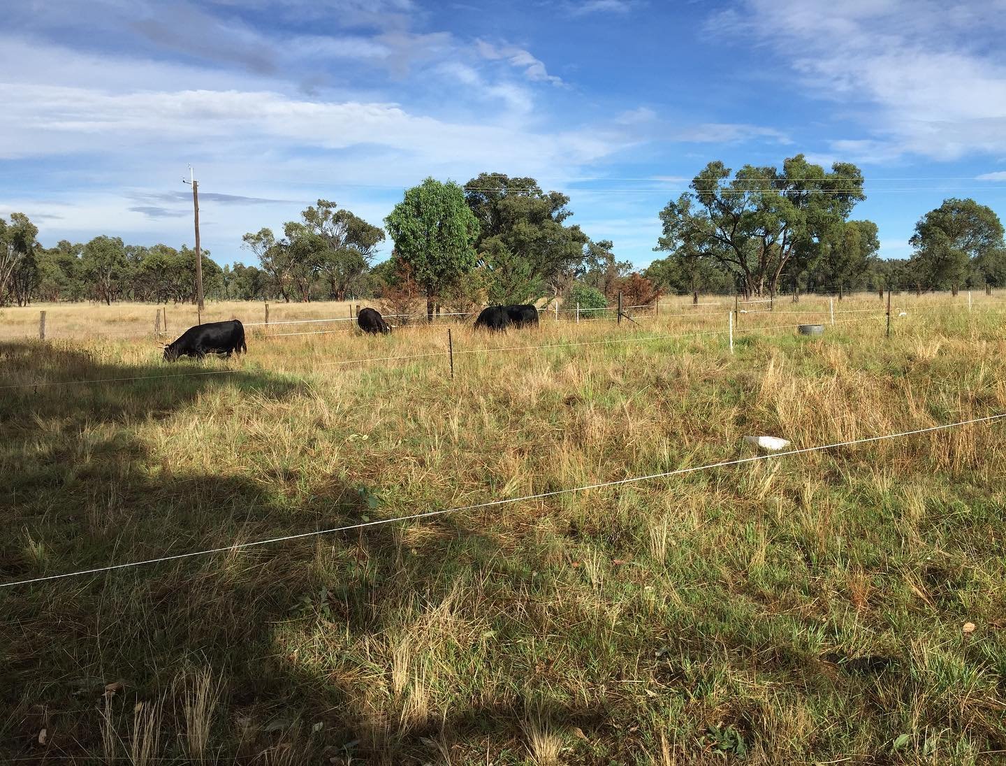 animals grazing under electrified fence system
