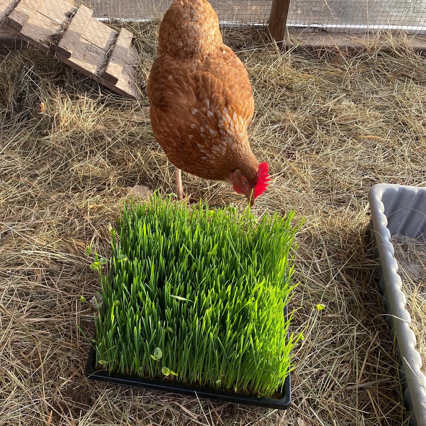 chicken eating fodder