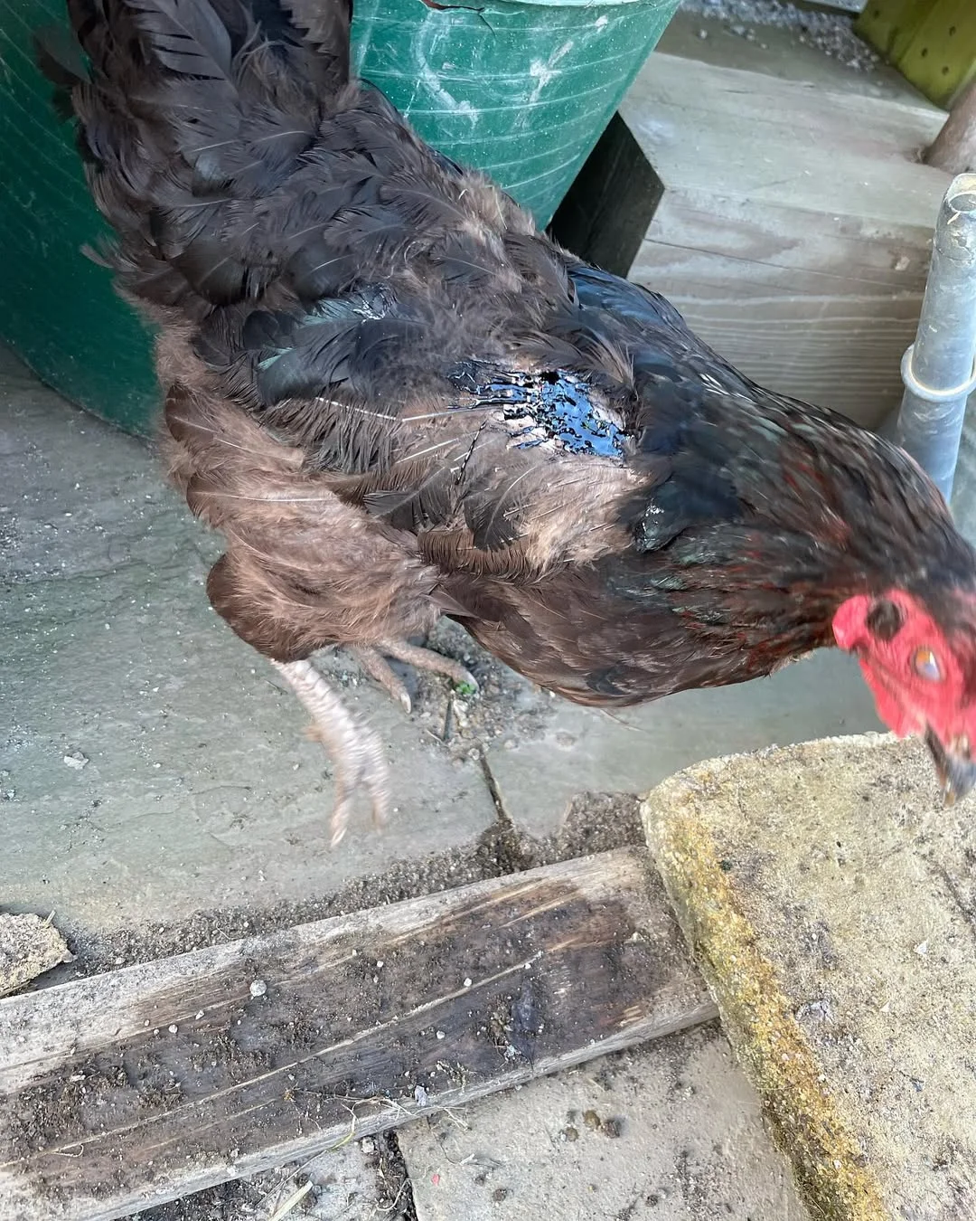 chicken with bald patch in farm