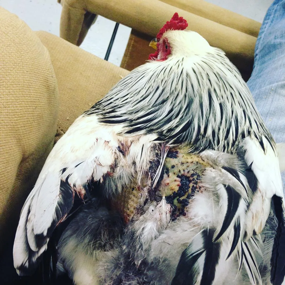 chicken with featherless skin