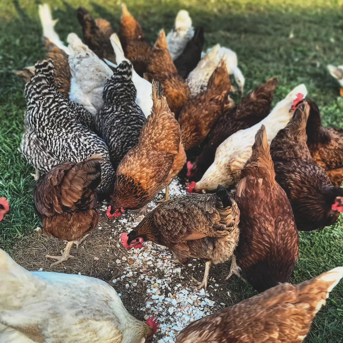 chickens eating eggshells