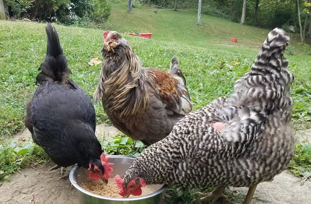 chickens eating fermented grains
