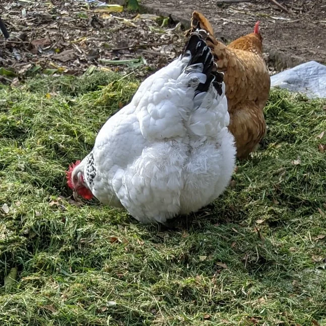 chickens eating grass clippings