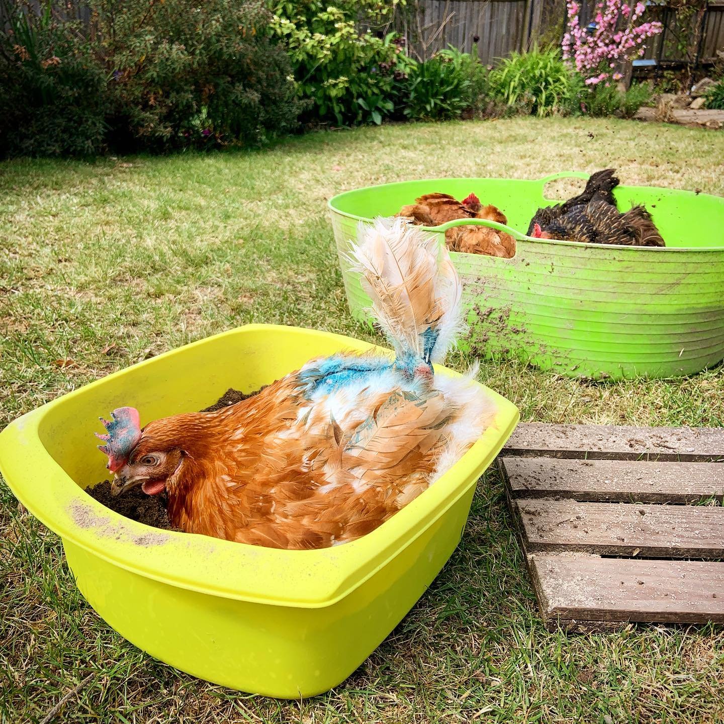 chickens enjoying their dust bath