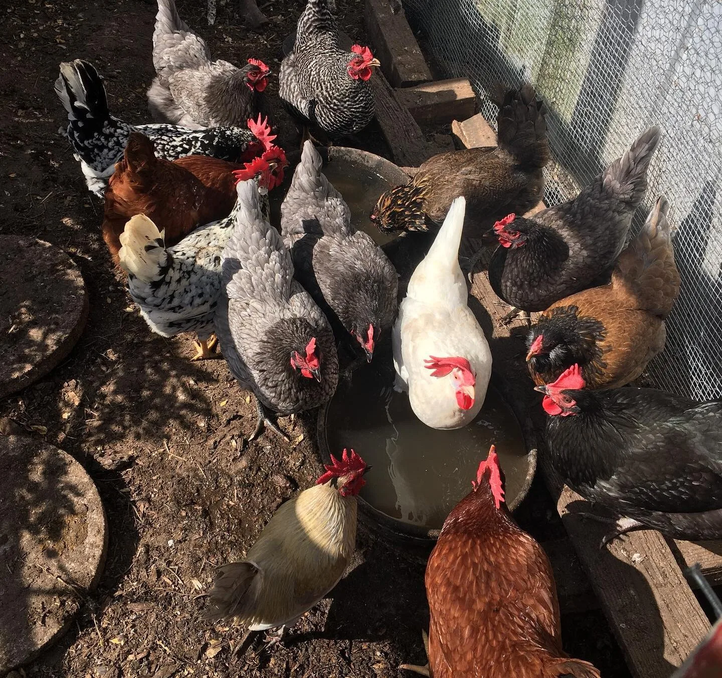 crowded chicken flock