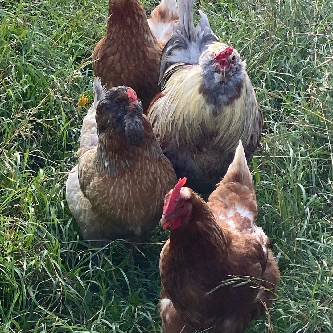 free range chicken in grass field
