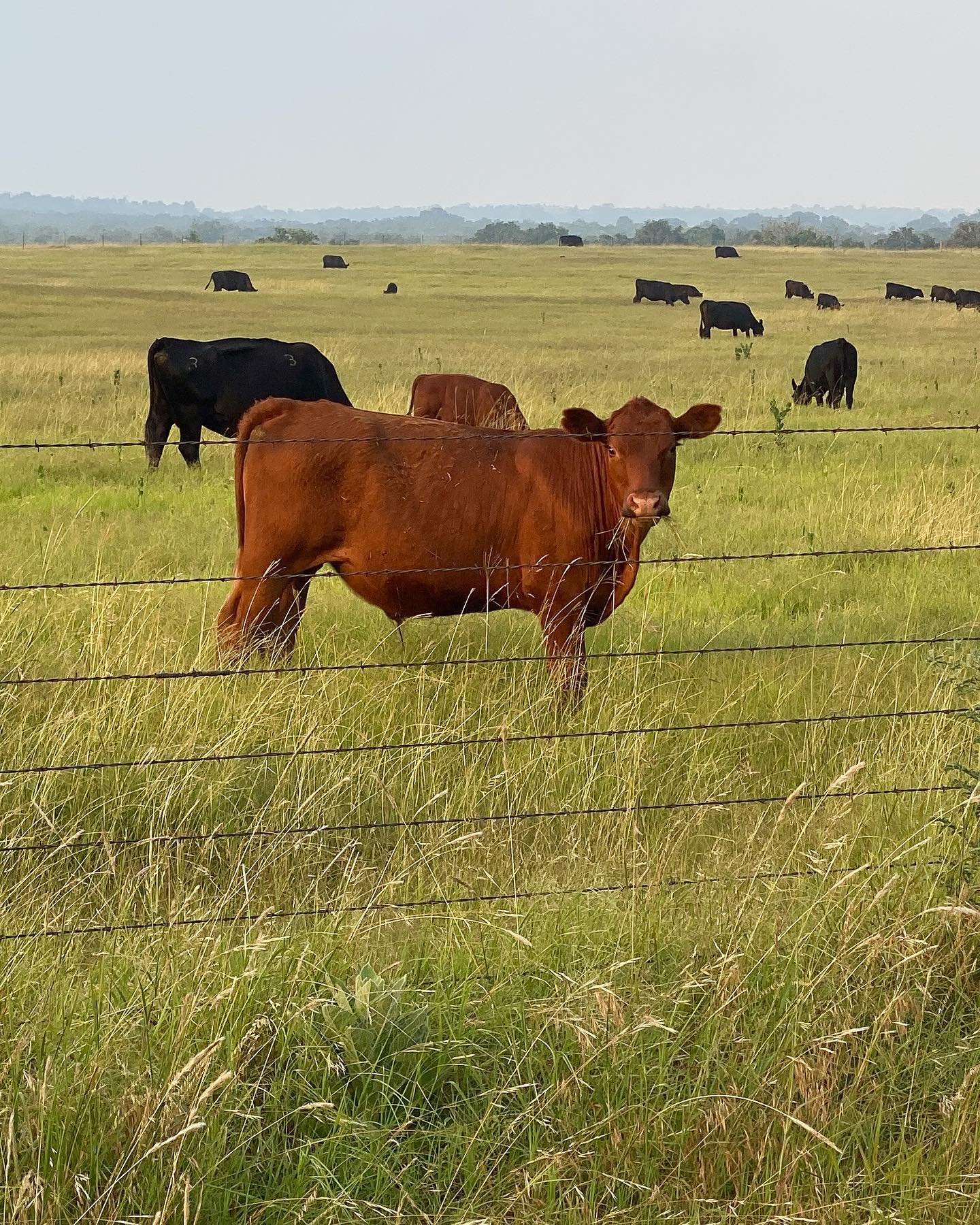 livestocks grazing under barbed wire fence