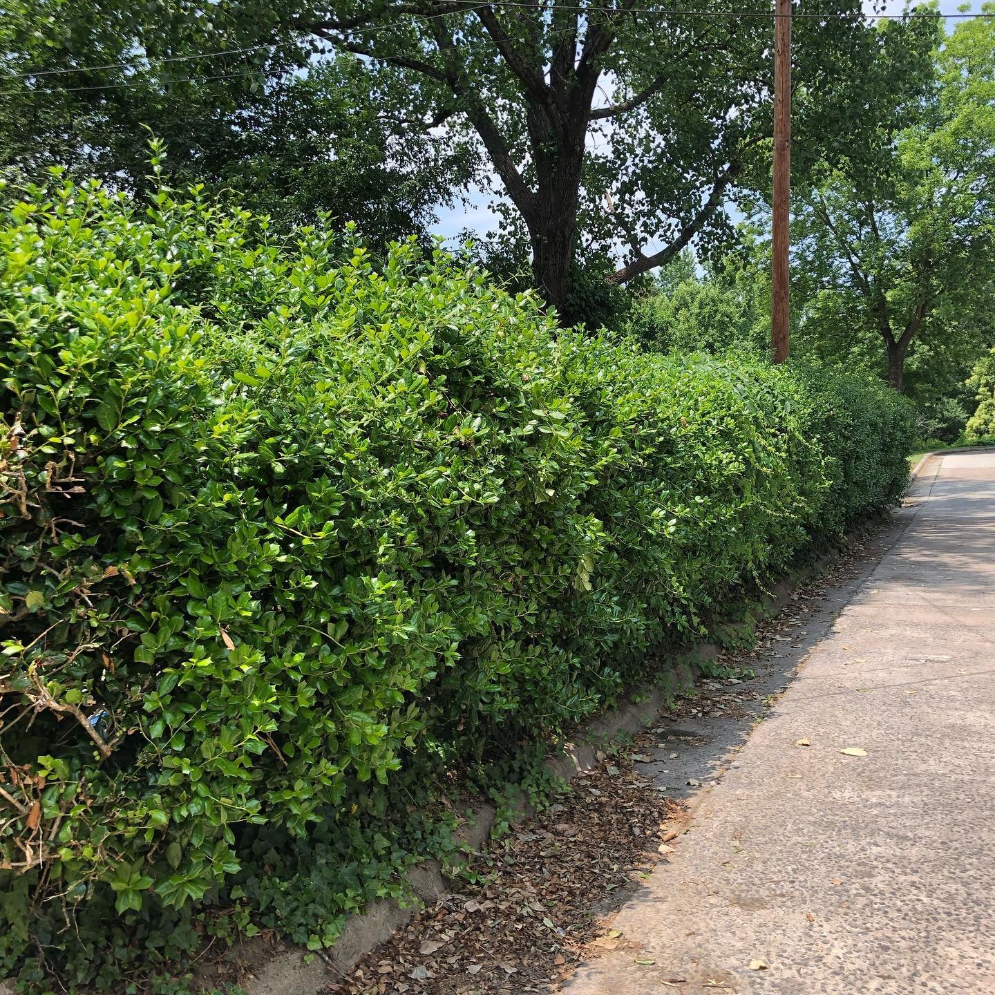 living fence from bush
