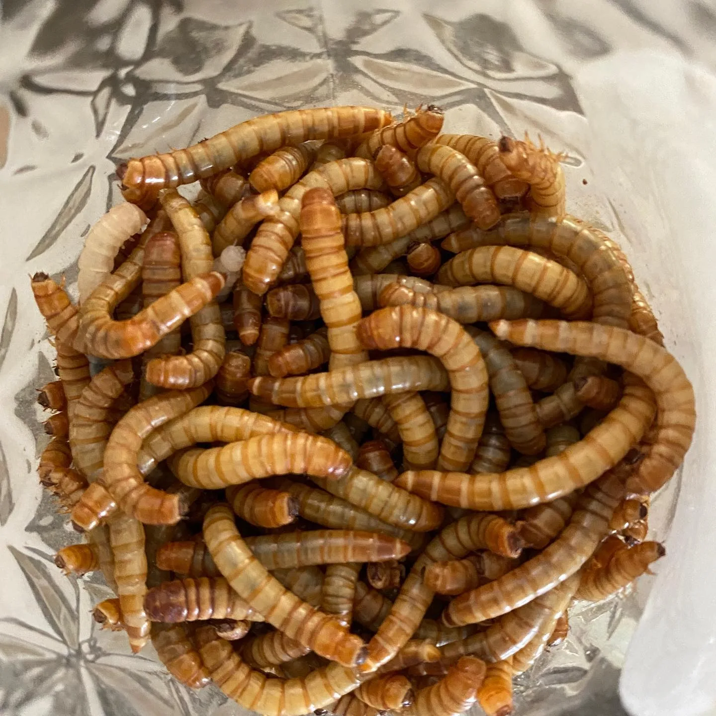 mealworms as chicken feed