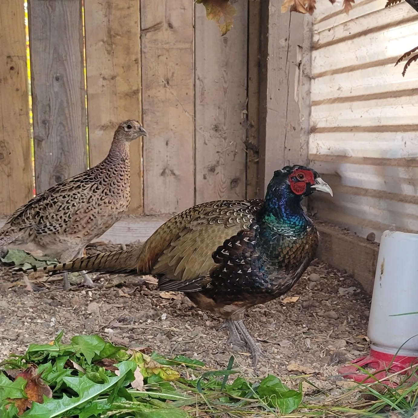 pheasant rooster and hen in the barn