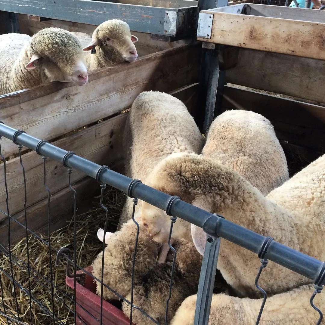 homesteading sheep in the installs