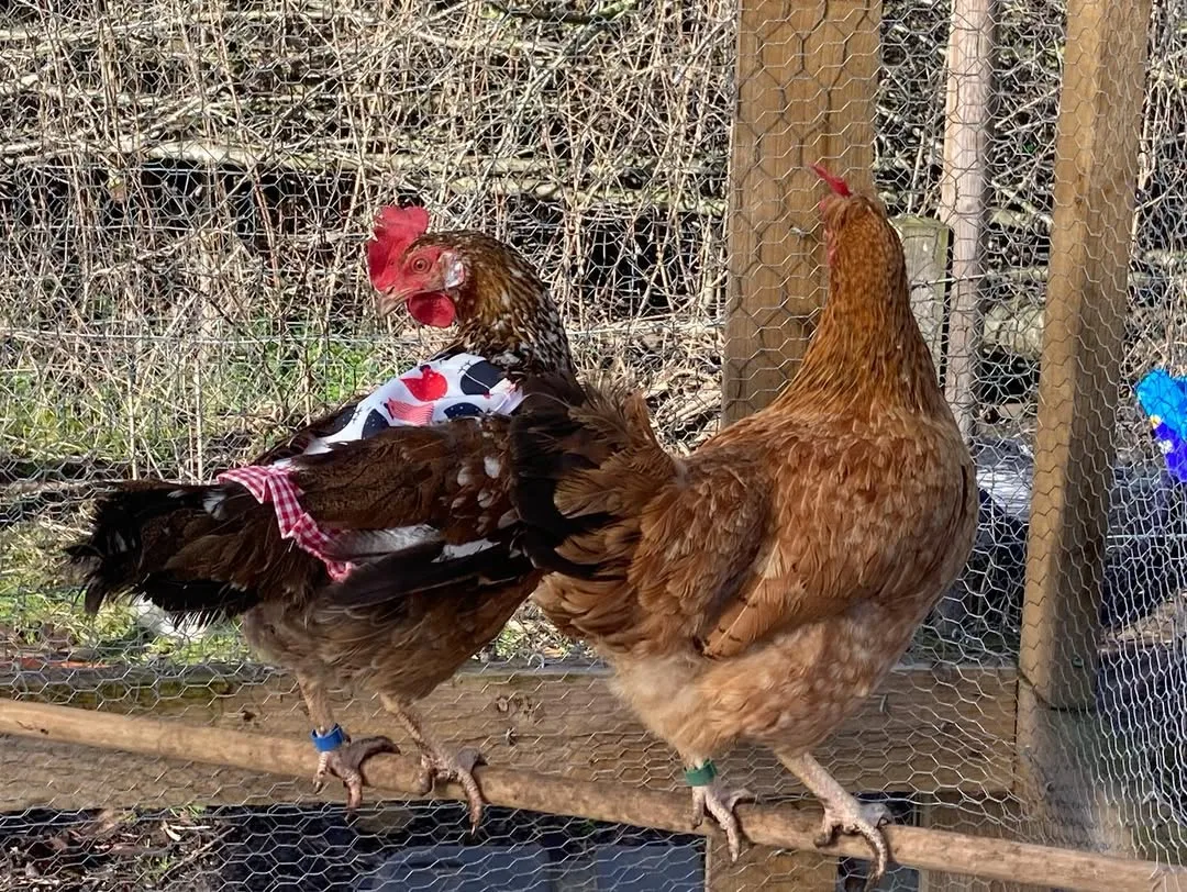 two chickens in aviary
