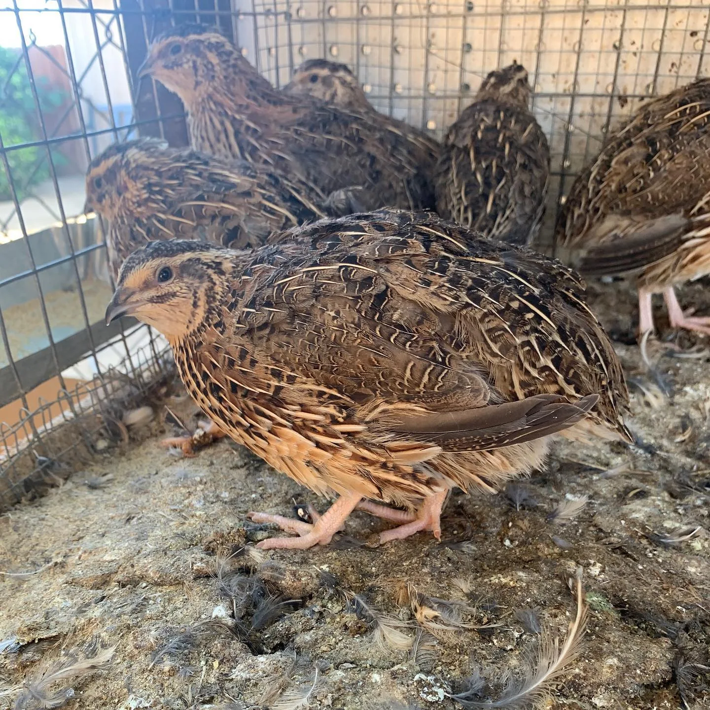 Jumbo Brown Coturnix Quails