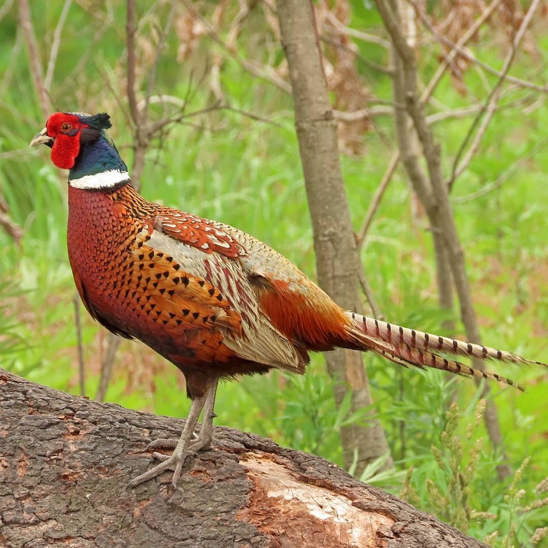 Ring-necked Pheasant in free range setting