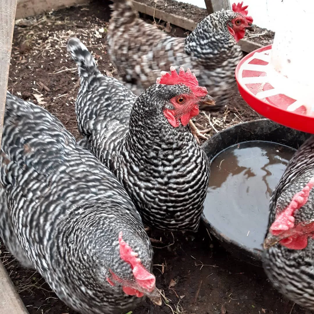 barred rock chickens in coop