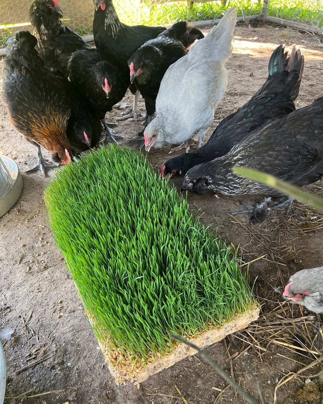 chickens eating fodders