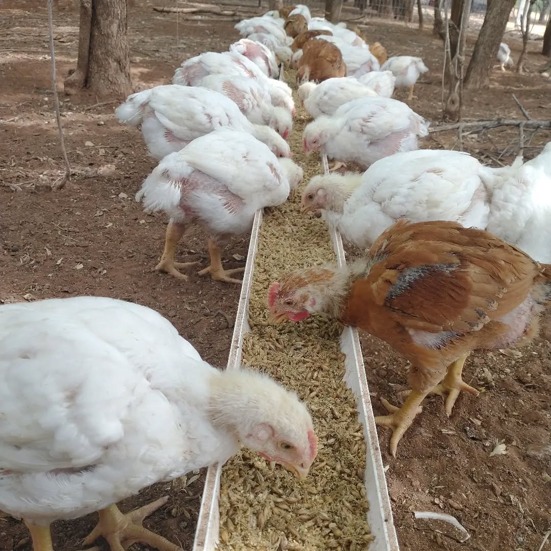 chickens eating sprouts