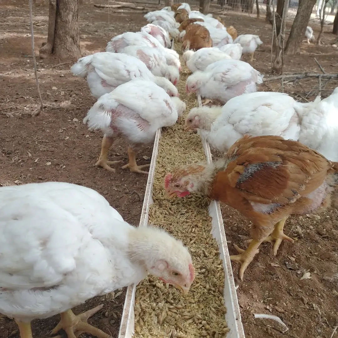chickens eating sprouts