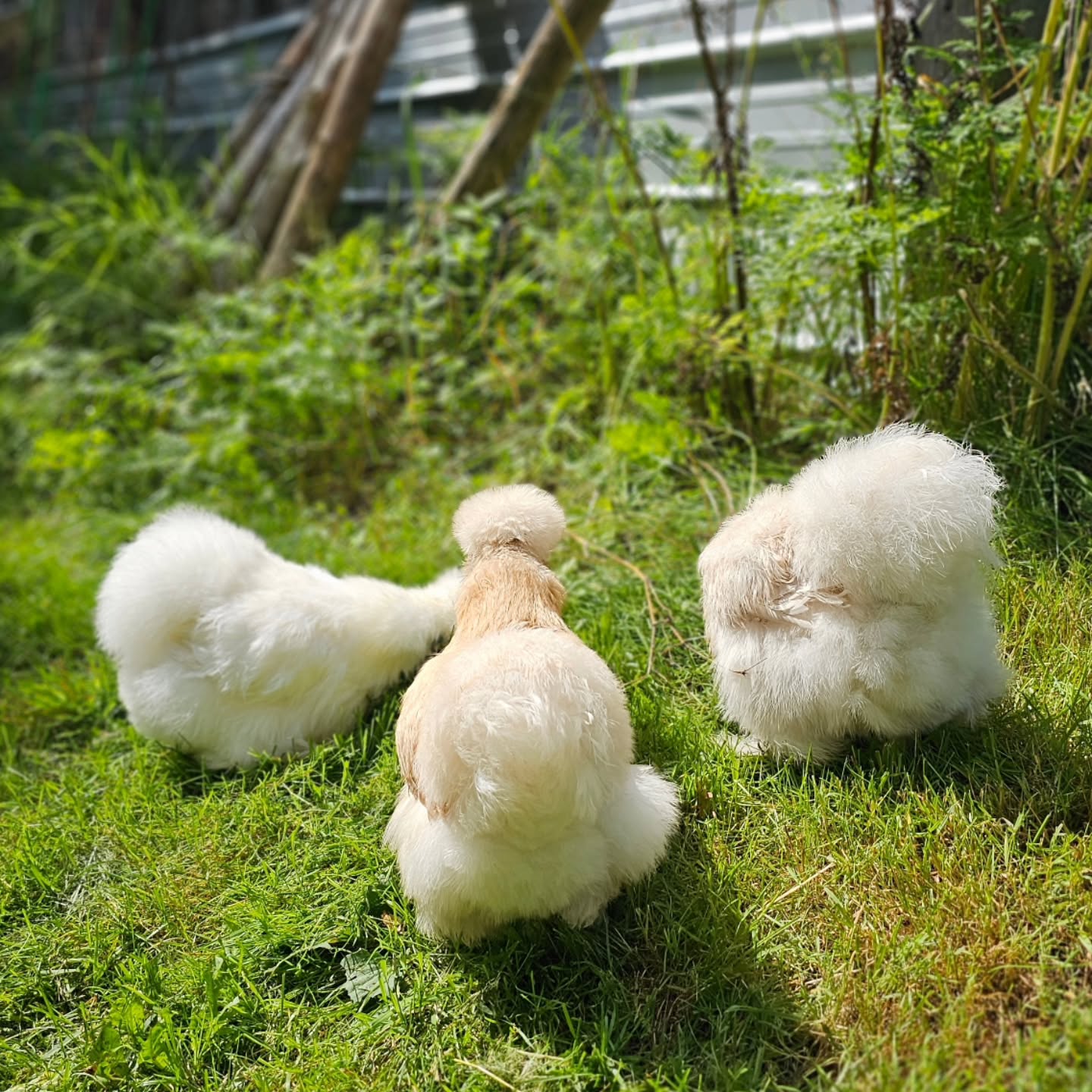 cute chickens in backyard