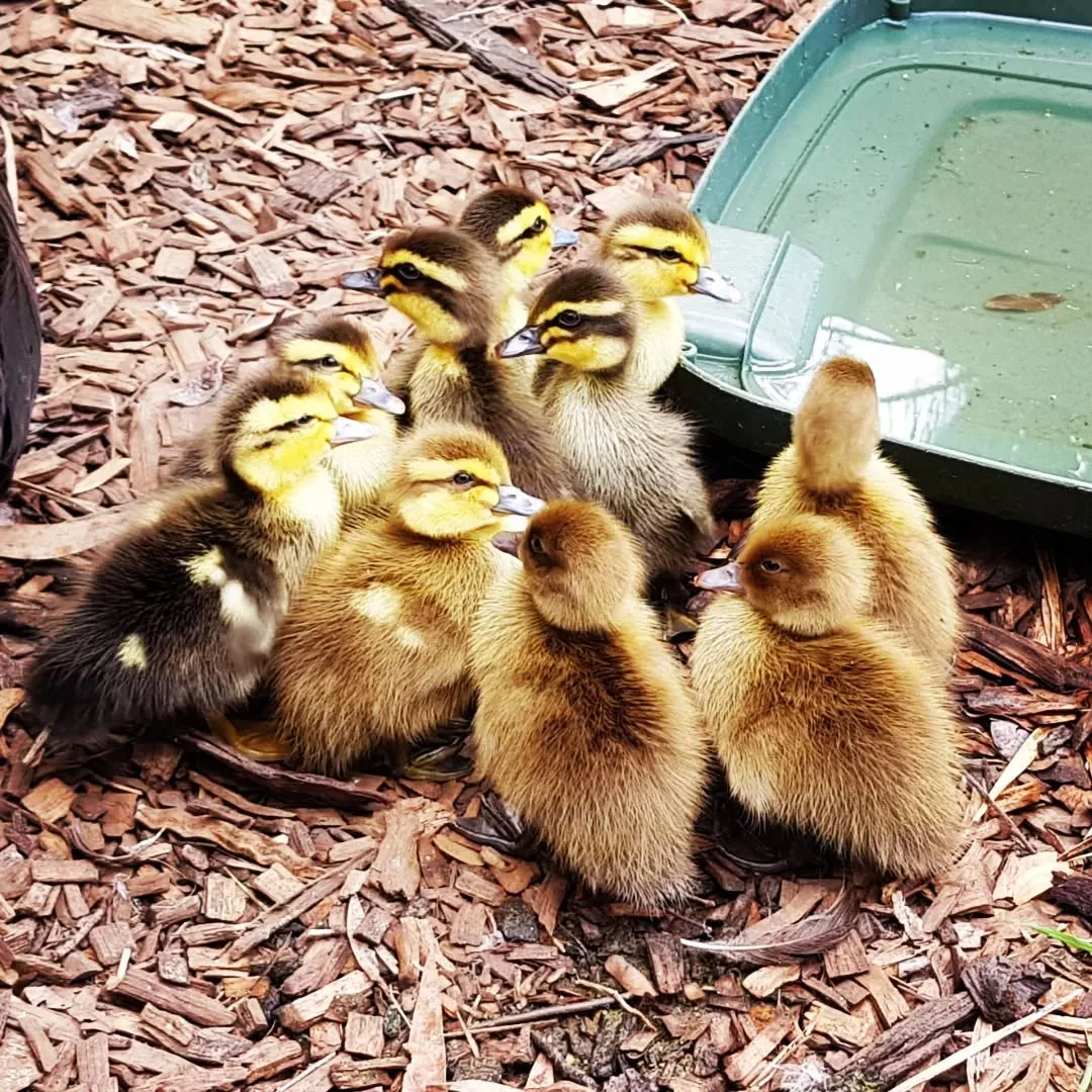 ducklings outdoors