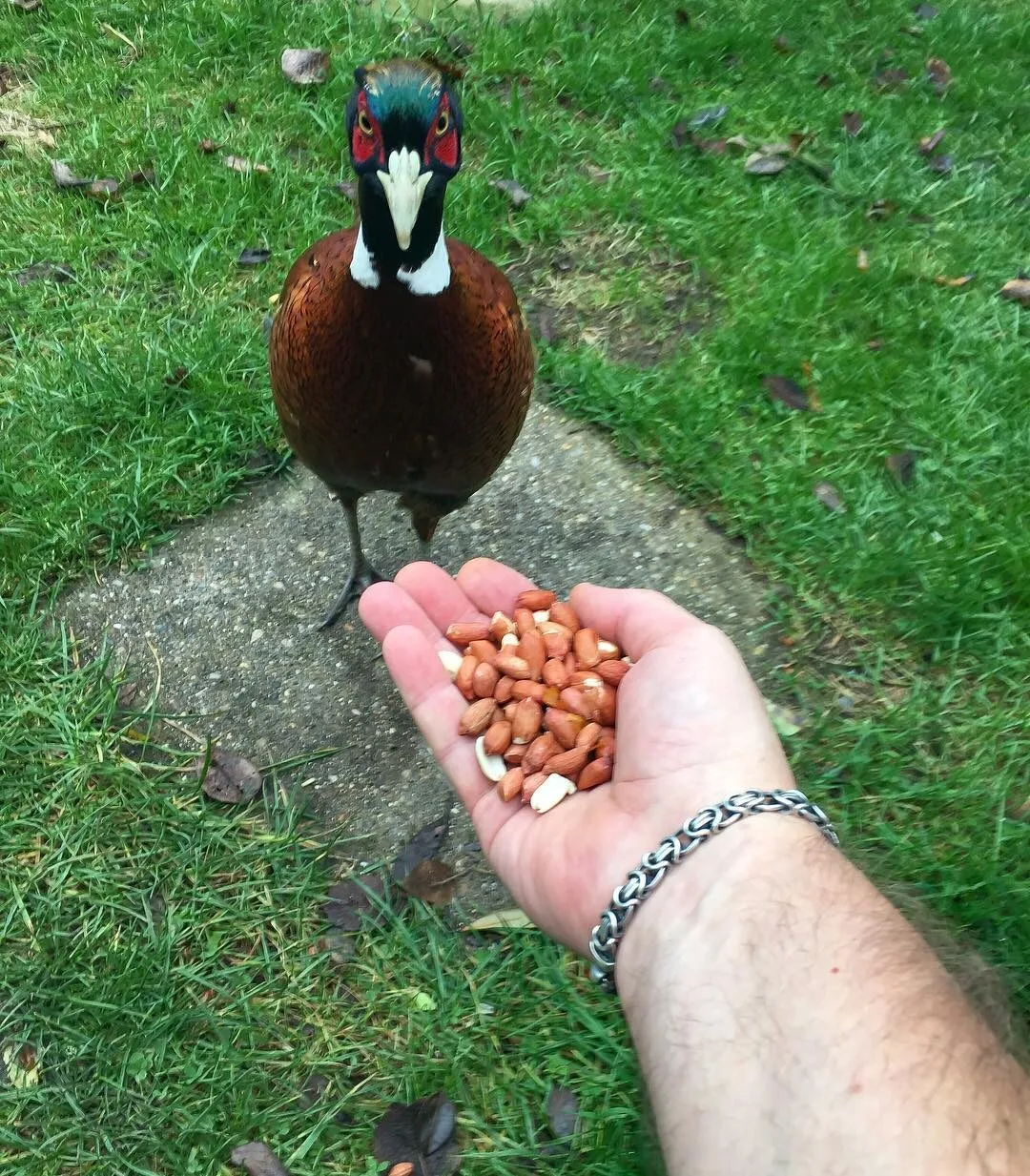 feeding pheasant